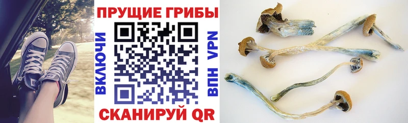 Галлюциногенные грибы GOLDEN TEACHER  Купить закладки  Артём
